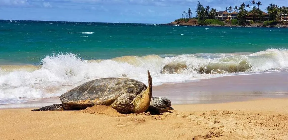 Holiday home Kanai A Nalu 414 Wailuku